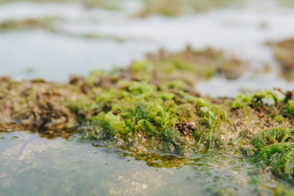 Beach,Rocks,Covered,With,Sea,Moss,In,A,Beach,In
