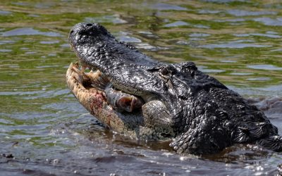 A Florida Park Just Closed Because of What an Alligator Did to a Cow