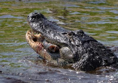 American,Alligator,Eating,A,Fresh,Tilapia,Catch