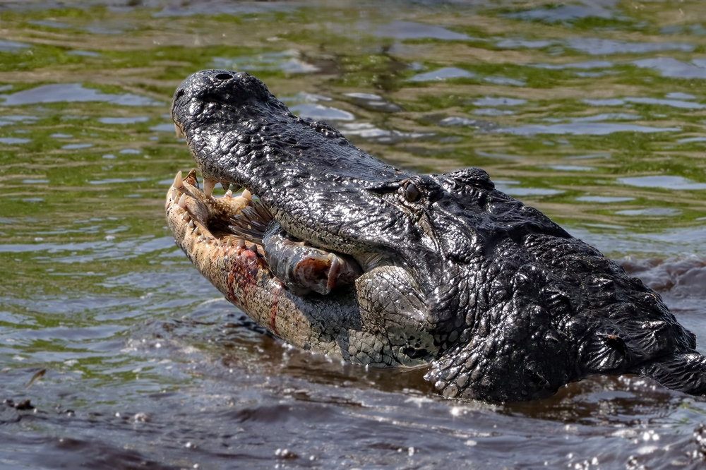 A Florida Park Just Closed Because of What an Alligator Did to a Cow