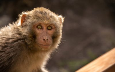 Florida Let a Tourist Attraction Hide 31 Dead Animals From Your Family