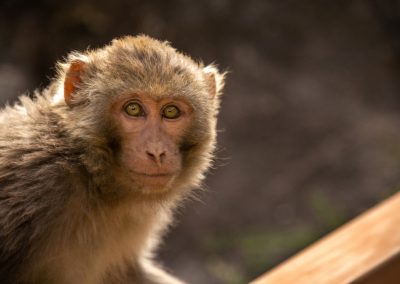 Tibetan,Rhesus,Monkey,,Closeup,Of,Macaque,Monkey,Staring,At,The