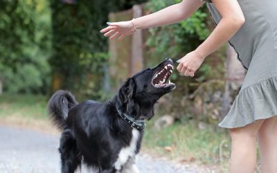 A Homeless Florida Man Shot at Dog Attacking a Woman and Killed the Owner Instead