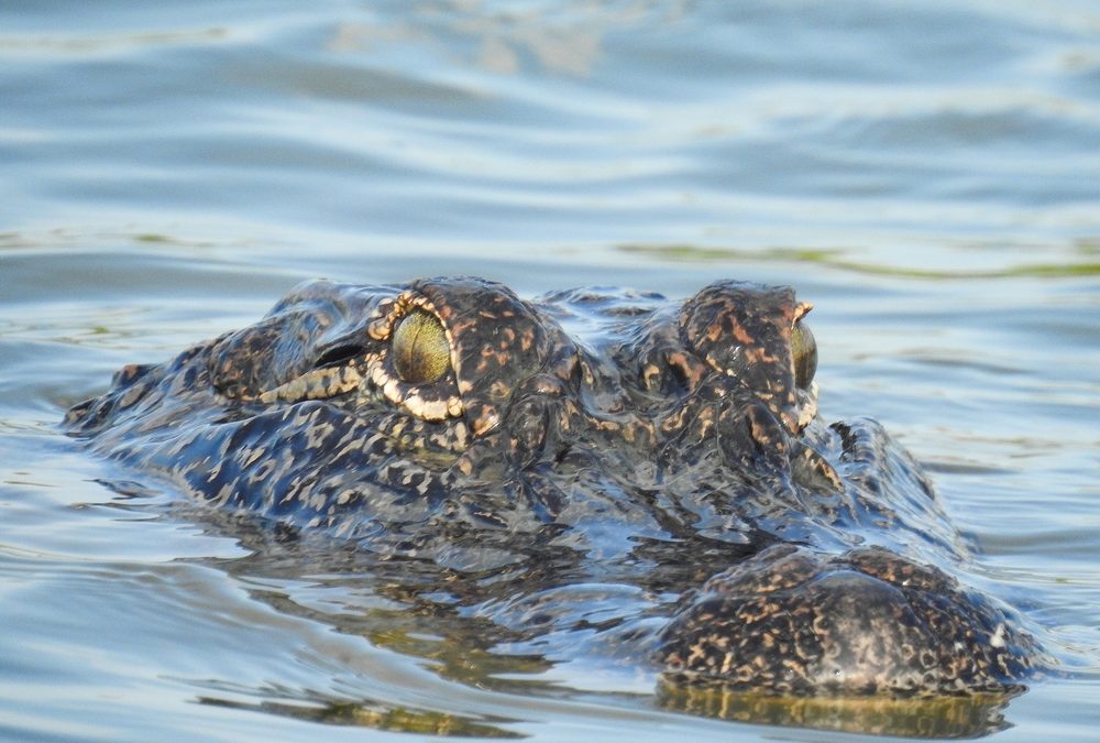 An Appeals Court Just Crushed the Environmental Groups Trying to Shut Down Alligator Alcatraz
