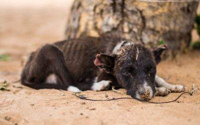 Ron DeSantis Just Said What Every Dog Owner in America Has Been Thinking About LA