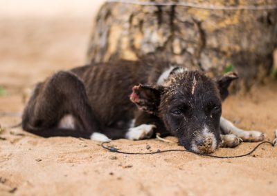 Sad,,Neglected,,Mistreated,Or,Abused,And,Abandoned,Puppy,Dog,Lying