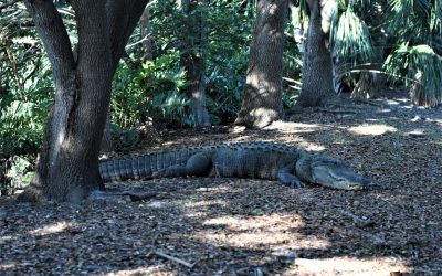 A Florida Cop Stood Between an 11 Foot Alligator and a School Full of Kids and Did His Job