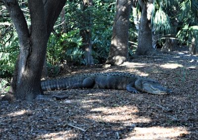 Alligator,Hiding,In,The,Shadow