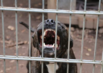 This Florida Sheriff Looked a Dog Owner in the Eye and Said Something She Will Never Forget A,Scary,Pitbull,With,Big,Fangs;,A,Rabid,Dog,Behind