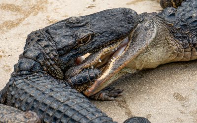 Two Gators Crashed Through a Florida Woman’s Porch and She Thought It Was a Burglar