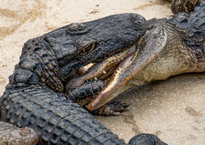 Two Gators Crashed Through a Florida Woman's Porch and She Thought It Was a Burglar Alligator,Fight,,Crocodiles,Bitting,Heads
