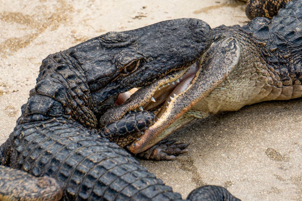 Two Gators Crashed Through a Florida Woman’s Porch and She Thought It Was a Burglar