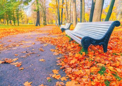 Ron DeSantis Watched NYC Lose a $6 Billion Project and Said Two Words Morning,Landscape,In,Autumn,Park.,Orange,Red,Maple,Leaves,On