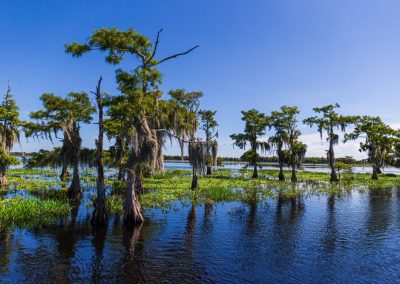 The Barleys Fought to Save the Everglades and Ron DeSantis Just Honored Them for It Swamp,And,Grass,Of,Everglades,National,Park.,Florida.,Usa.