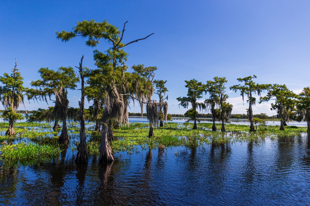 Swamp,And,Grass,Of,Everglades,National,Park.,Florida.,Usa.