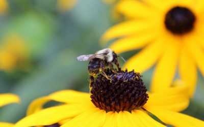 American Farmers Just Lost 62 Percent of Their Bees and One Florida Developer Found the Answer Washington, DC Missed