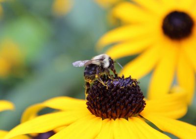 American,Bumble,Bee,On,Black,Eyed,Susan
