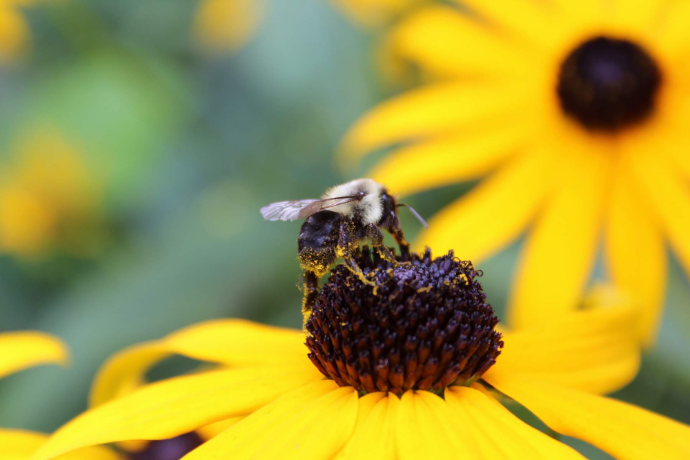 American,Bumble,Bee,On,Black,Eyed,Susan