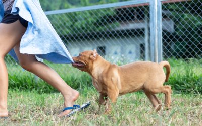 A Florida Grandma Brought a Pit Bull to Back Her Granddaughter in a Park Fight