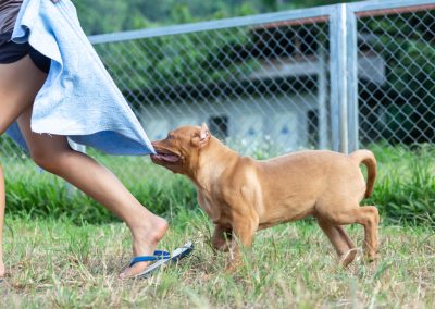 A Florida Grandma Brought a Pit Bull to Back Her Granddaughter in a Park Fight Three-month-old,Pitbull,Puppy,A,Big,,Unruly,Chasing,,Biting,The,Towel.