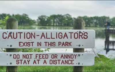 Disney Knew Alligators Were in That Lagoon Before a Two Year Old Died There
