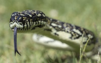 Florida Just Opened Snake Season and Anyone From Anywhere Can Win $10,000