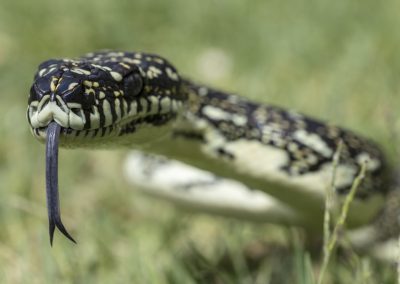 Australian,Diamond,Python,Flickering,It’s,Tongue
