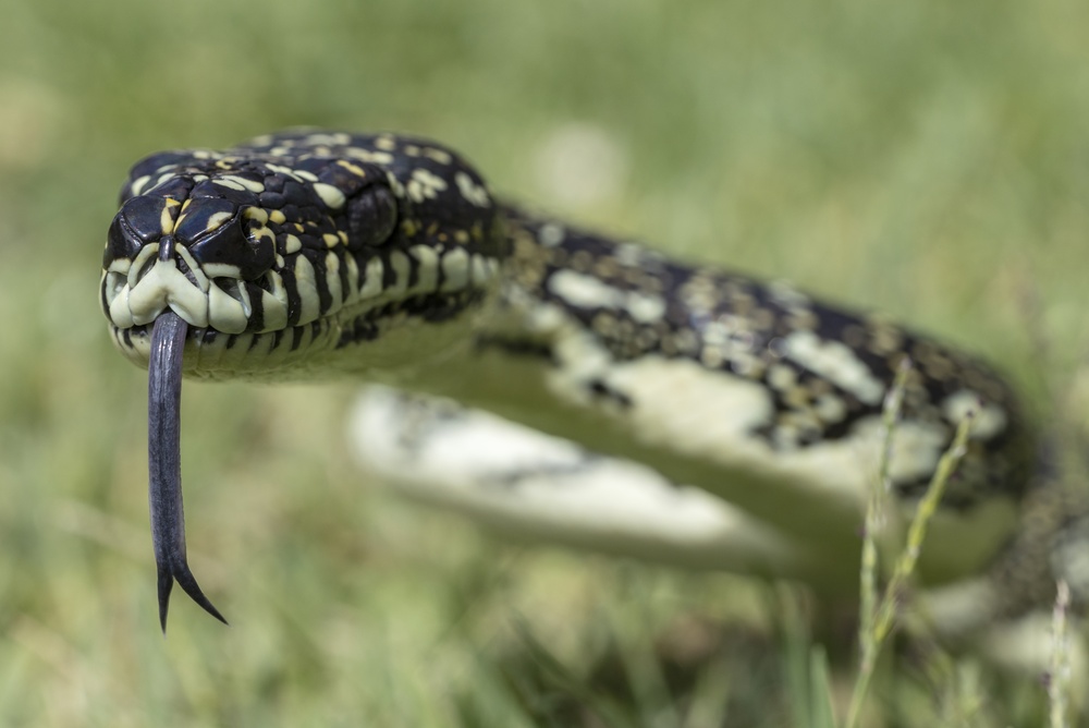 Florida Just Opened Snake Season and Anyone From Anywhere Can Win $10,000