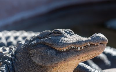 ICE Emptied Alligator Alcatraz and Liberals Are Pretending That Is a Win