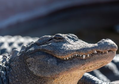 Close-up,Of,The,Head,Of,An,Adult,American,Alligator,Basking