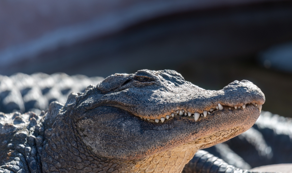ICE Emptied Alligator Alcatraz and Liberals Are Pretending That Is a Win