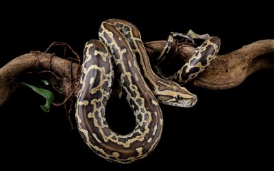 Burmese Pythons Just Established a Breeding Colony Outside the Everglades and Nobody Knows How to Stop Them
