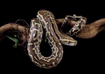 Python,Molurus,Bivittatus,Isolated,On,Black,Background,,Burmese,Python,Snake