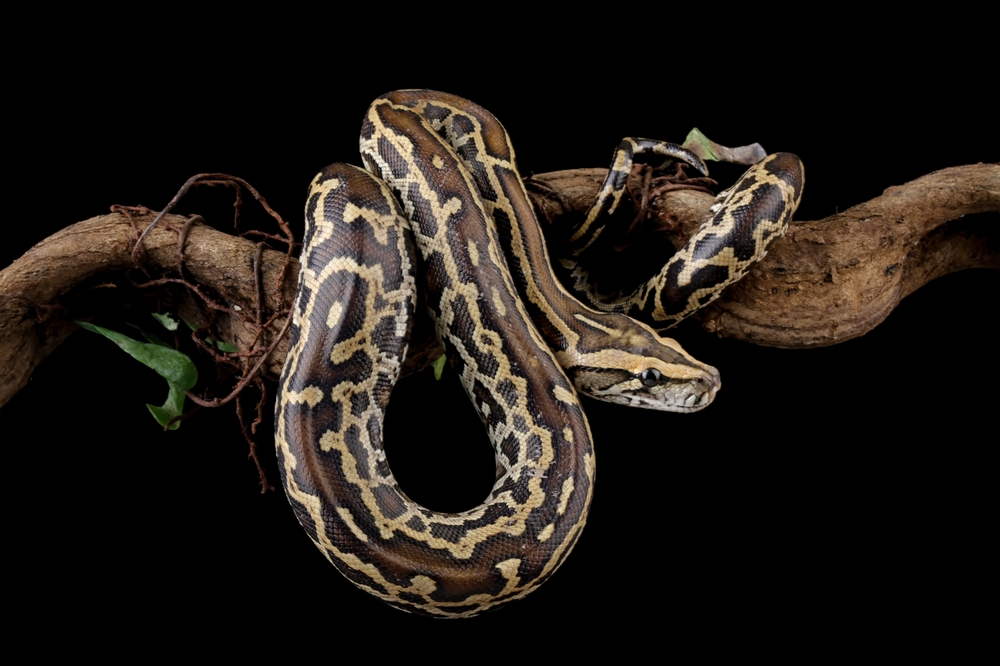 Burmese Pythons Just Established a Breeding Colony Outside the Everglades and Nobody Knows How to Stop Them