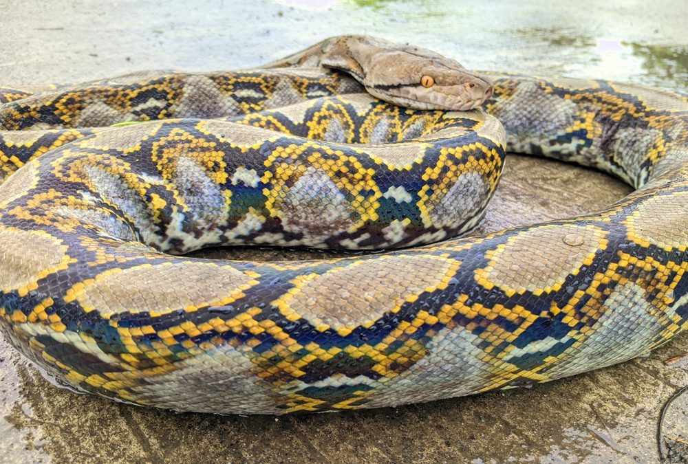 Florida Just Opened a $10,000 Snake Hunt and Americans Are Lining Up to Join