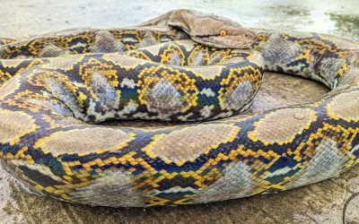 Florida Just Opened a $10,000 Snake Hunt and Americans Are Lining Up to Join
