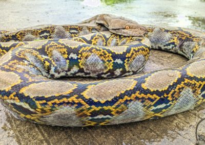 Florida Just Opened a $10,000 Snake Hunt and Americans Are Lining Up to Join Close-up,Of,A,Reticulated,Python,(malayopython,Reticulatus),With,Beautiful,Yellow