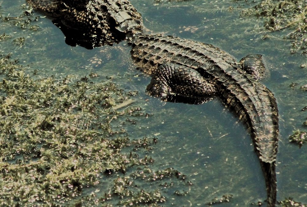 Florida Deputies Jumped Into a Gator Canal to Save a Man and He Tried to Drown Them