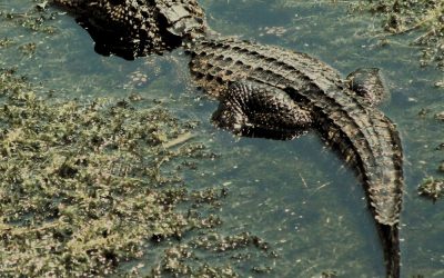 Florida Deputies Jumped Into a Gator Canal to Save a Man and He Tried to Drown Them