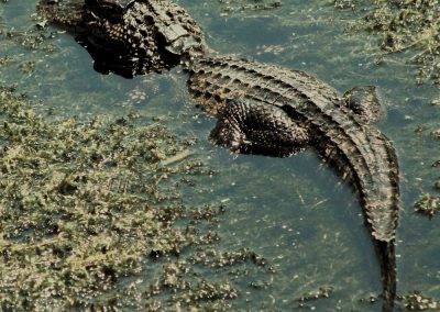 Florida Deputies Jumped Into a Gator Canal to Save a Man and He Tried to Drown Them A,Big,Gator,In,Florida,In,Looking,For,His,Next