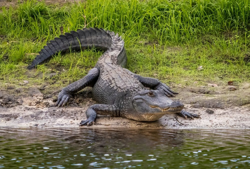 This Pennsylvania Dad Jumped on a 9-Foot Alligator to Save His Son and the State Knew the Waters Were Dangerous
