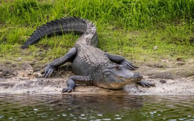 This Pennsylvania Dad Jumped on a 9-Foot Alligator to Save His Son and the State Knew the Waters Were Dangerous