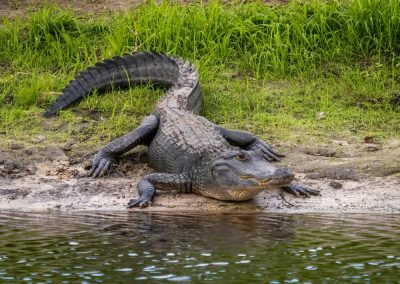 This Pennsylvania Dad Jumped on a 9-Foot Alligator to Save His Son and the State Knew the Waters Were Dangerous American,Alligator,Along,Myakka,River,In,Myakka,River,State,Park
