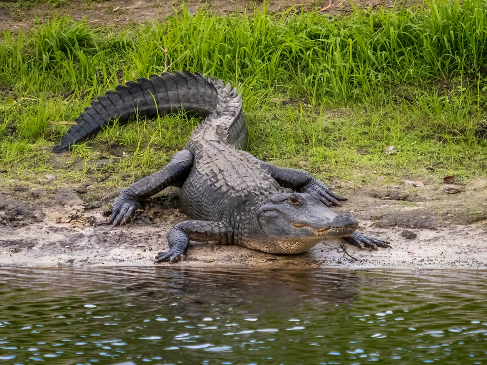 American,Alligator,Along,Myakka,River,In,Myakka,River,State,Park