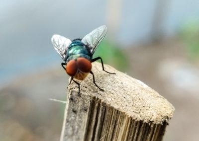 Chrysomya,Megacephala,,More,Commonly,Known,As,The,Oriental,Latrine,Fly