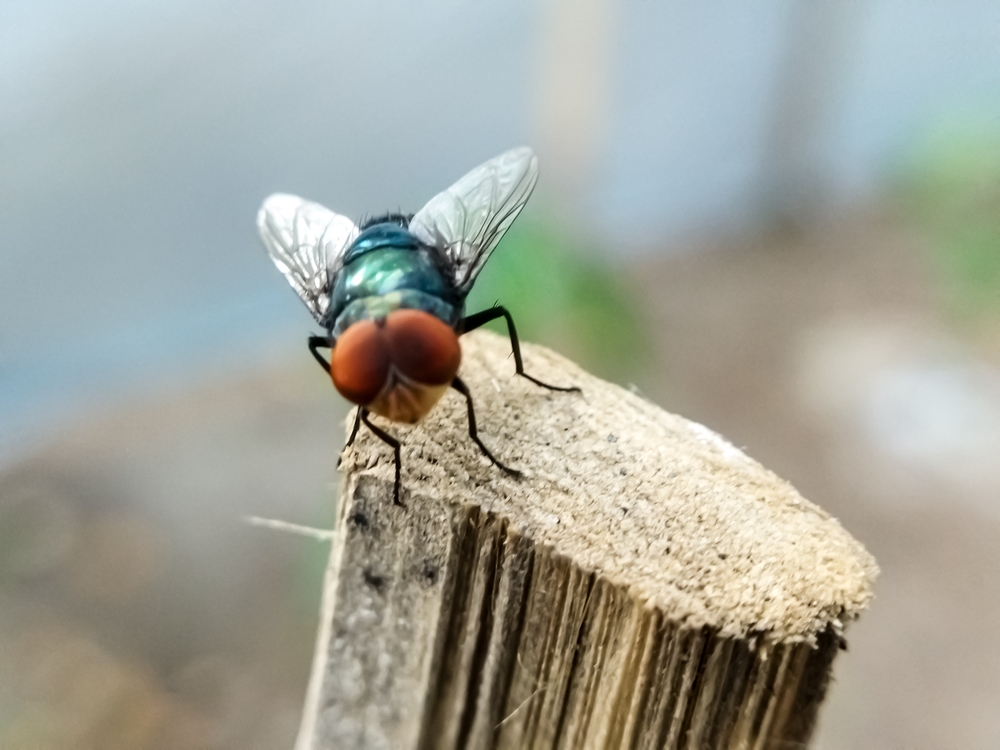 Chrysomya,Megacephala,,More,Commonly,Known,As,The,Oriental,Latrine,Fly