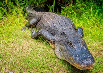 A,Big,Alligator,Lying,On,A,Green,Grass