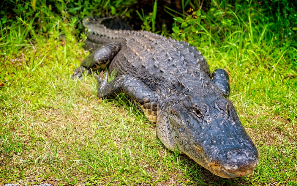 A 13-Foot Alligator Death Rolled a Woman in Shoulder-Deep Water and Her Boyfriend Could Not Stop It