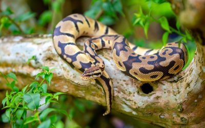 This 69-Year-Old Florida Veteran Outfoxed 906 Hunters and Killed 96 Pythons in 10 Days