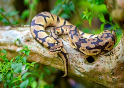 A,Python,Lies,On,The,Ground,And,On,Rocks,In